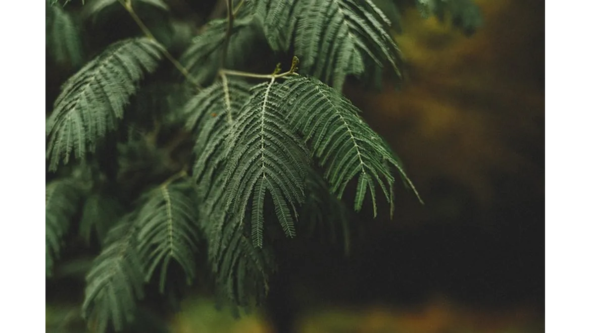 <p><strong>Cultivating Joy: Crafting Your Own Indoor Garden Oasis</strong></p>