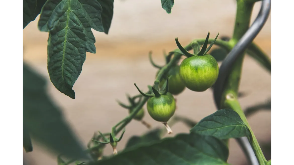 <p>Beyond the Spray: A Chat About Eco-Friendly Gardening!</p>