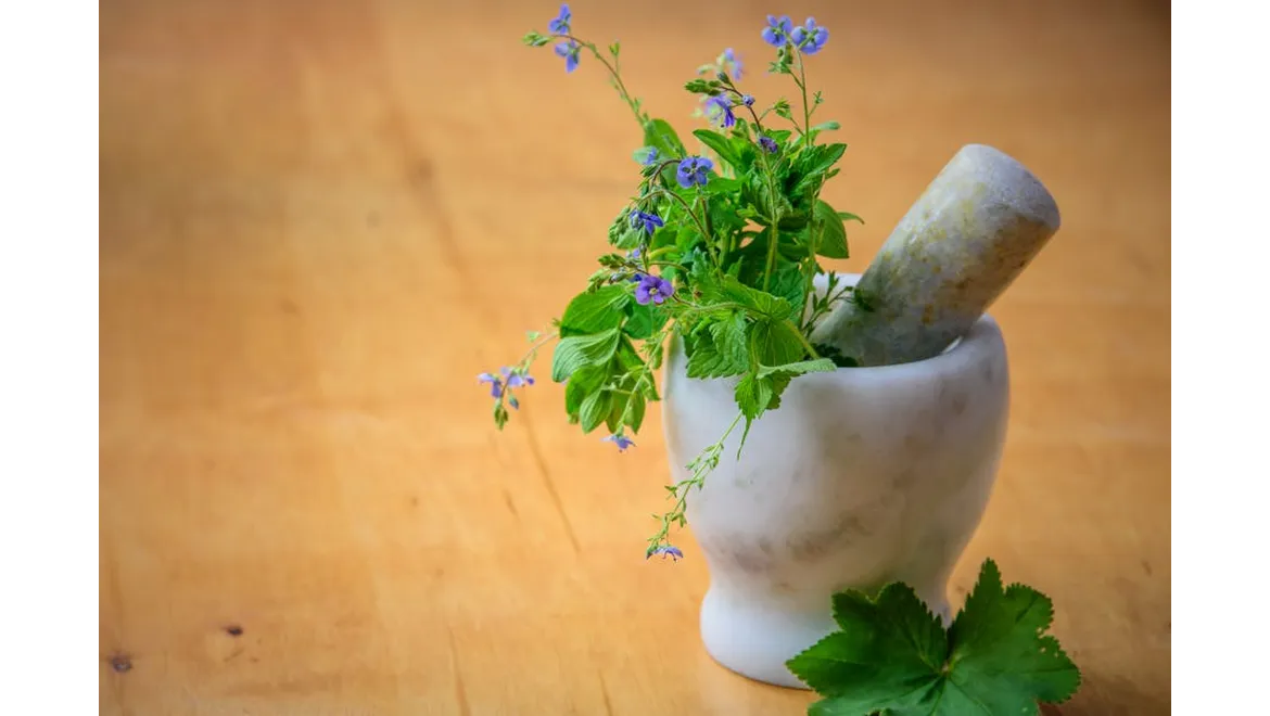 <p>My Indoor Garden Oasis: A Senior’s Sanctuary for Wellness</p>