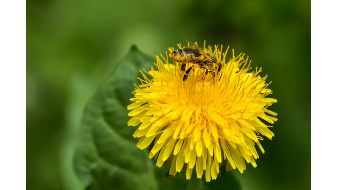 <p>Buzzing with Benefits: My Chat About Wildlife-Friendly Gardening</p>