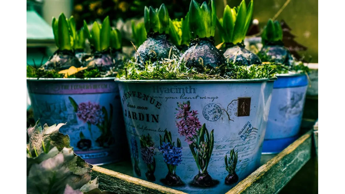 <p>Potting Perfection: A Container Gardening Chat</p>