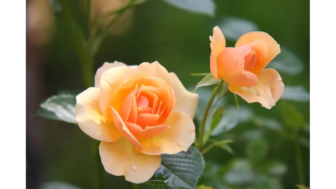 <p>Orangery Dreams: Material Matters</p>