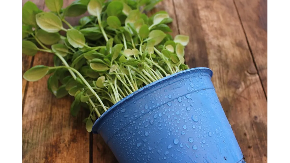 <p>Cottage Charm in a Container: My UK Garden Transformation</p>