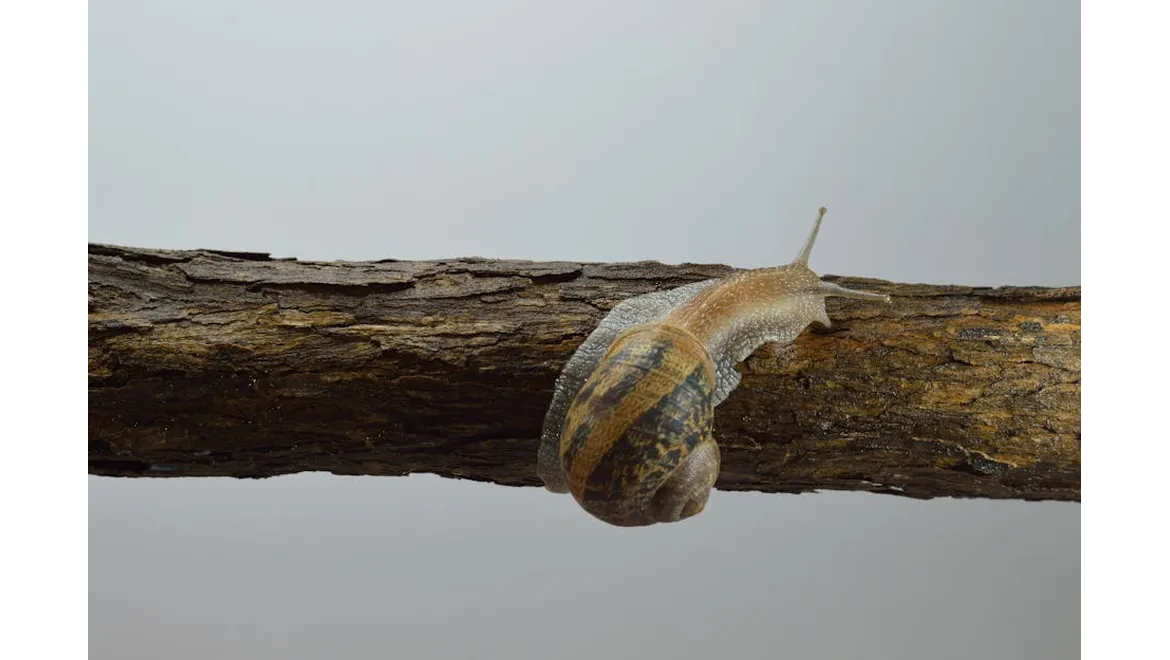 <p>Slug Wars & Sooty Mould: A Garden Chat with Jamie</p>