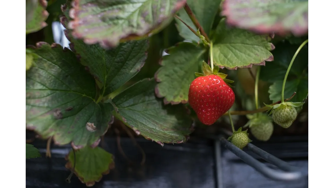 <p>Polytunnel Power: My Journey to Extended Growing Seasons in the UK</p>