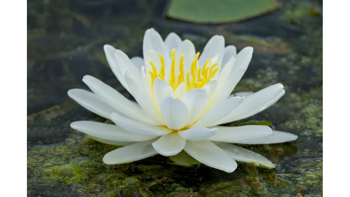 <p>Silence is Golden: Creating a Home Sanctuary</p>