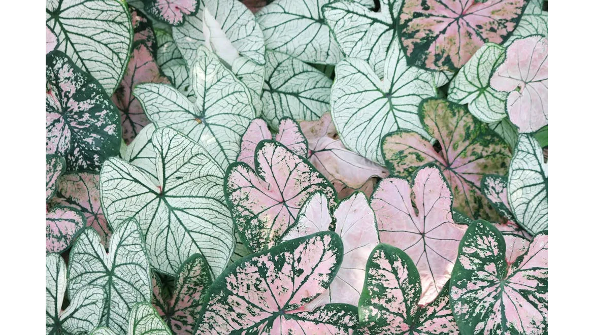 <p>Listed Dreams: Orangery Edition</p>