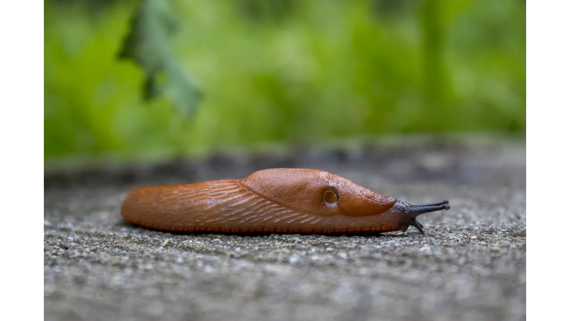<p>Slug Wars: A Gardener’s Chat on Winning the Battle</p>