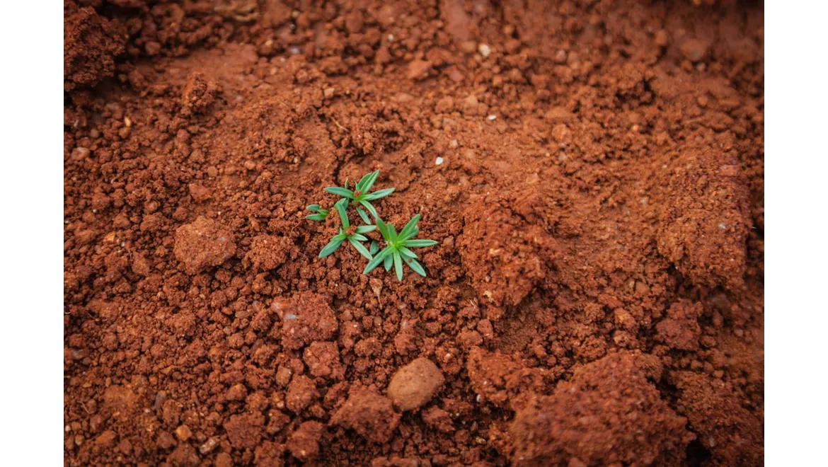 <p>Digging Deep: Soil Secrets with Ellis!</p>