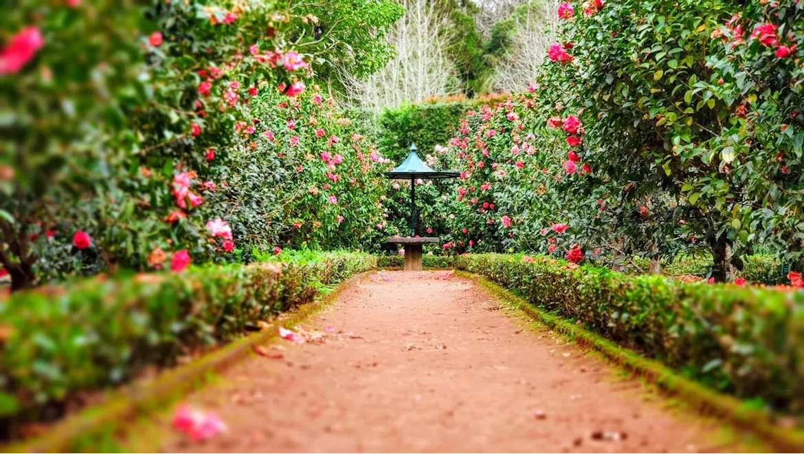 <p>Sustainable Serenity: Chatting Gardens and Going Green</p>