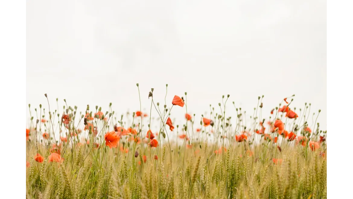 <p>Year-Round Garden Bliss: Picking Joseph’s Brain!</p>