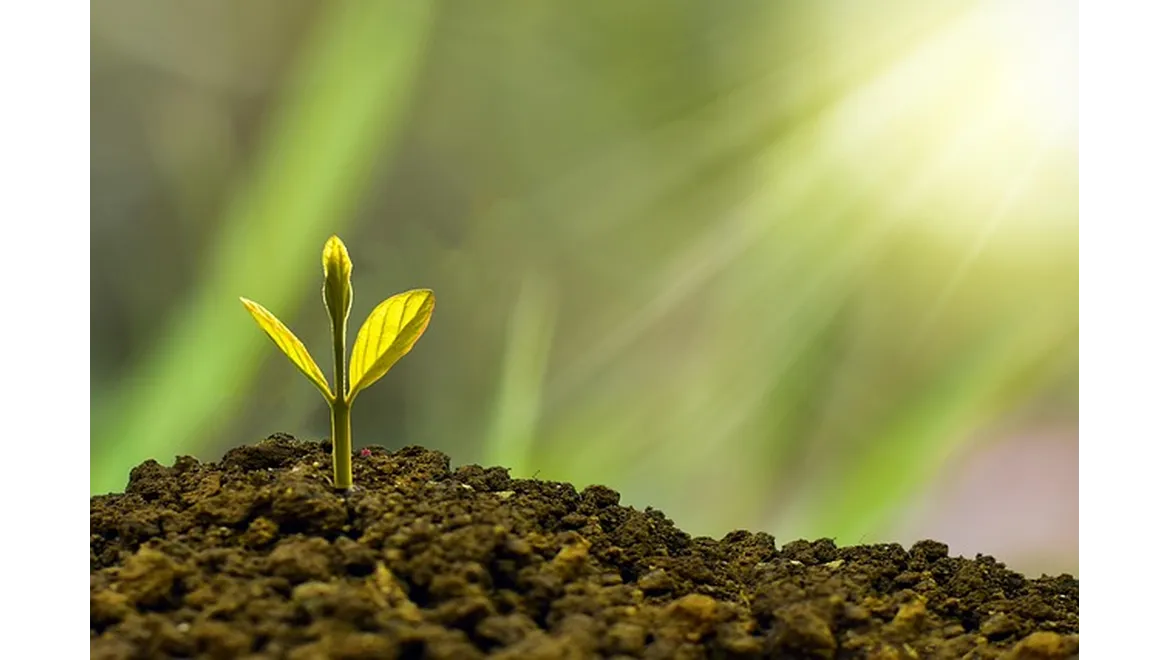 <p>Orangery Secrets: Digging Deep for Success</p>