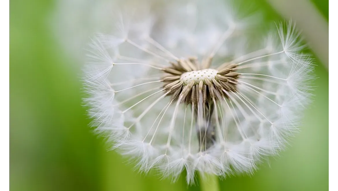 <p>Greenhouse Dreams: Starting Seeds for Wildlife!</p>