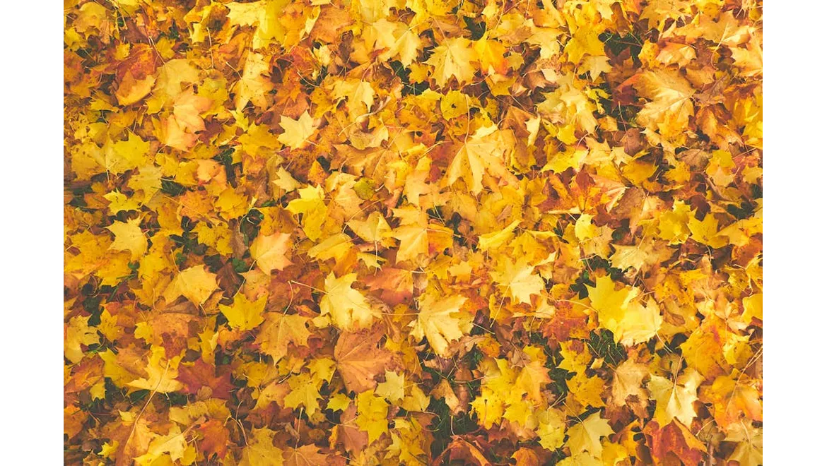 <p>Chasing Autumn Gold: An Interview with a Colour Whisperer</p>