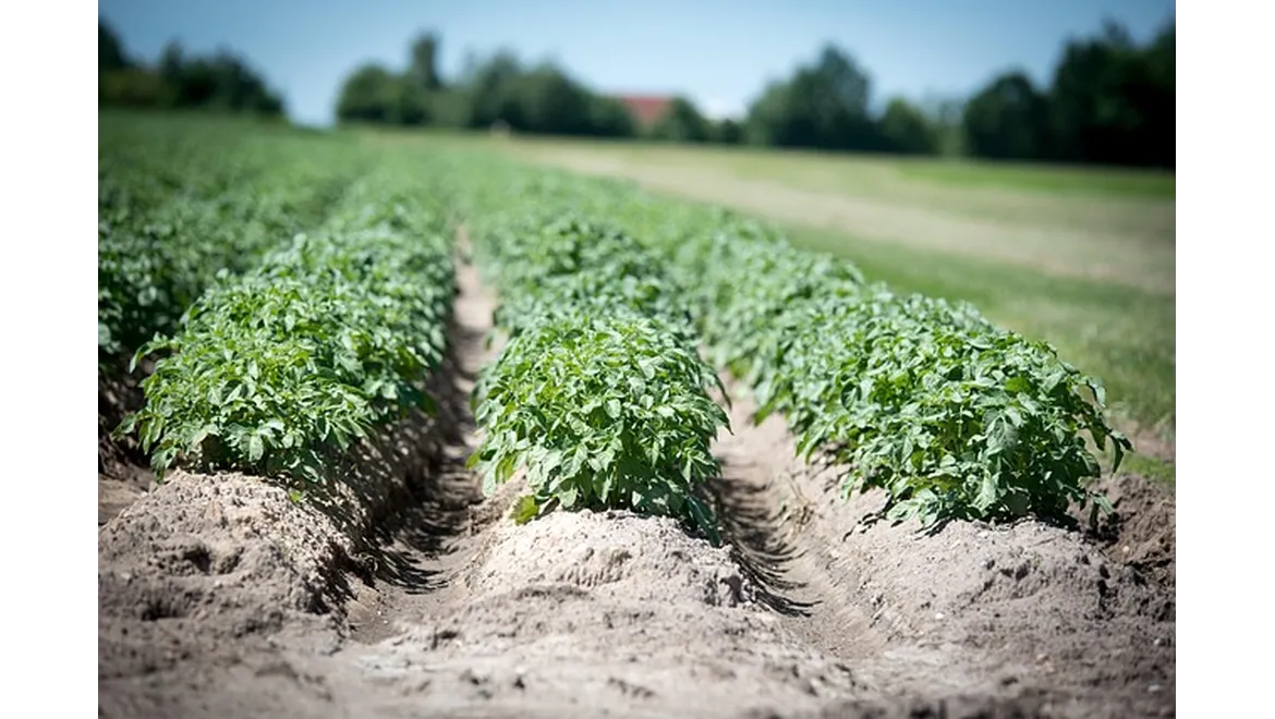<p>Unlocking My Garden’s Potential: A Cover Crop Journey in the UK</p>