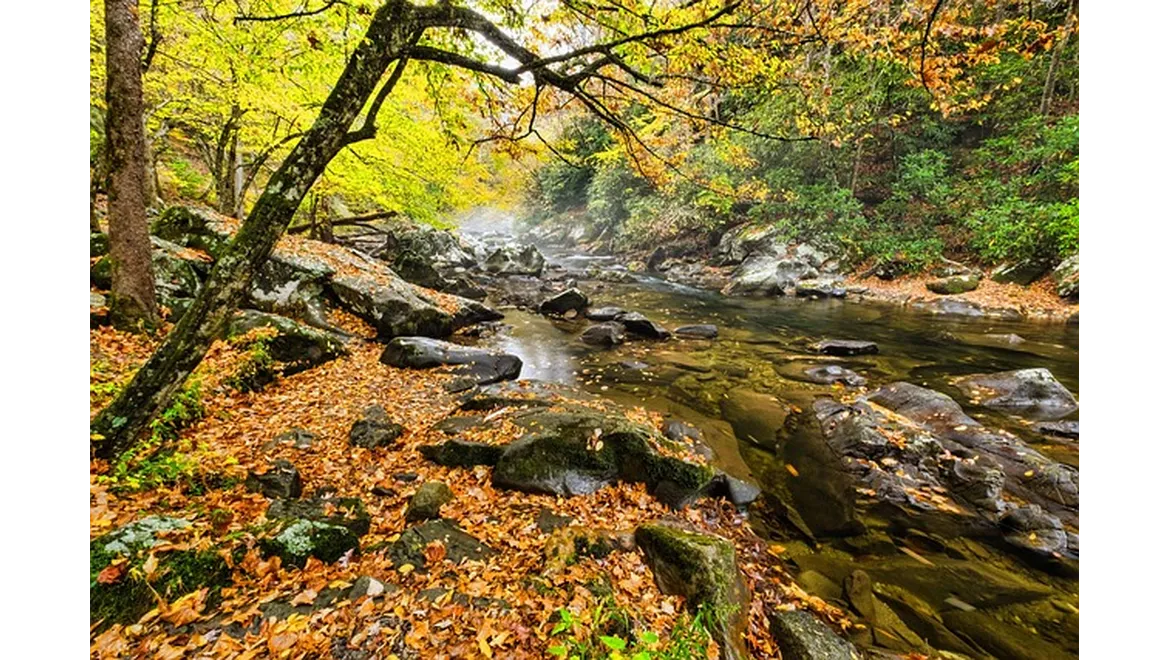 <p>My Babbling Brook: A Symphony of Nature in My UK Garden</p>