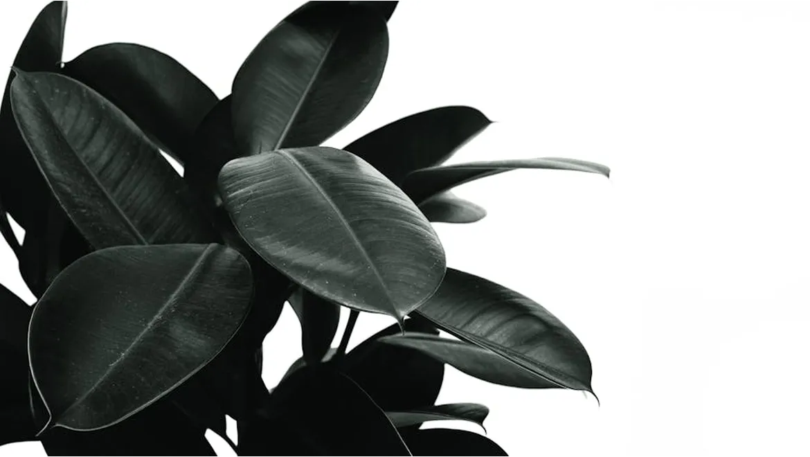 <p>My Biophilic Journey: Bringing the Outdoors In (Even in a Tiny Flat!)</p>