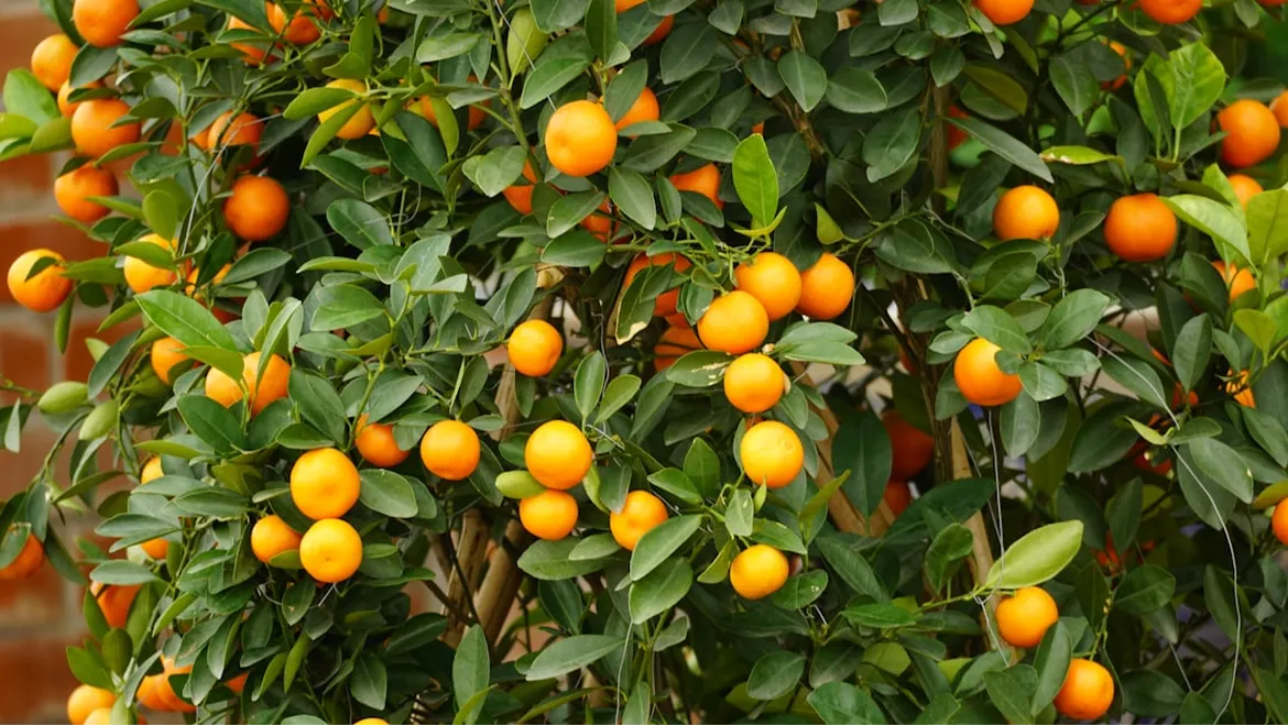 <p>Orangeries Through Time: A Chat with Imogen</p>