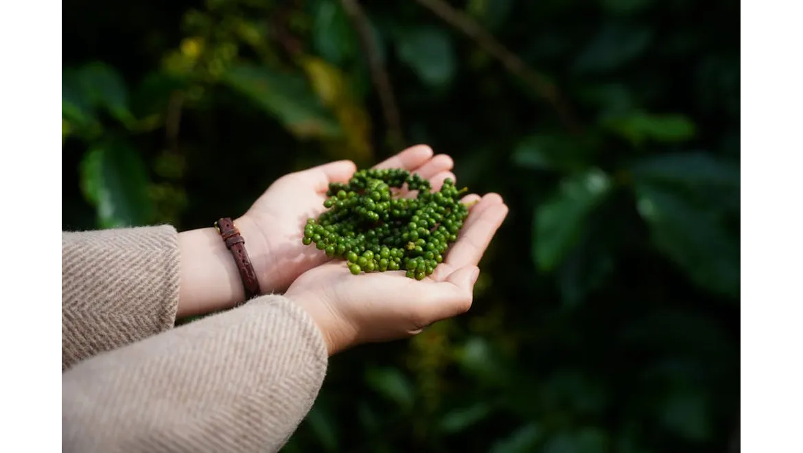 <p>Wildlife Garden Dreams on a Shoestring!</p>