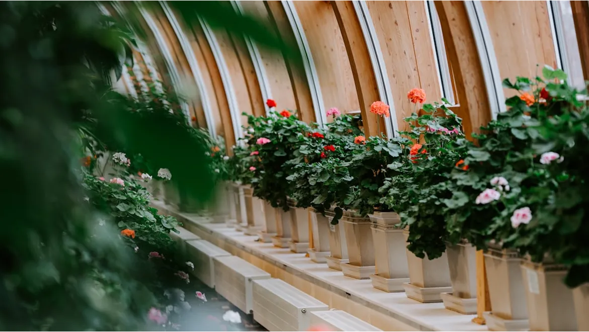 <p>Orangery Oasis or Security Risk? We Investigate!</p>