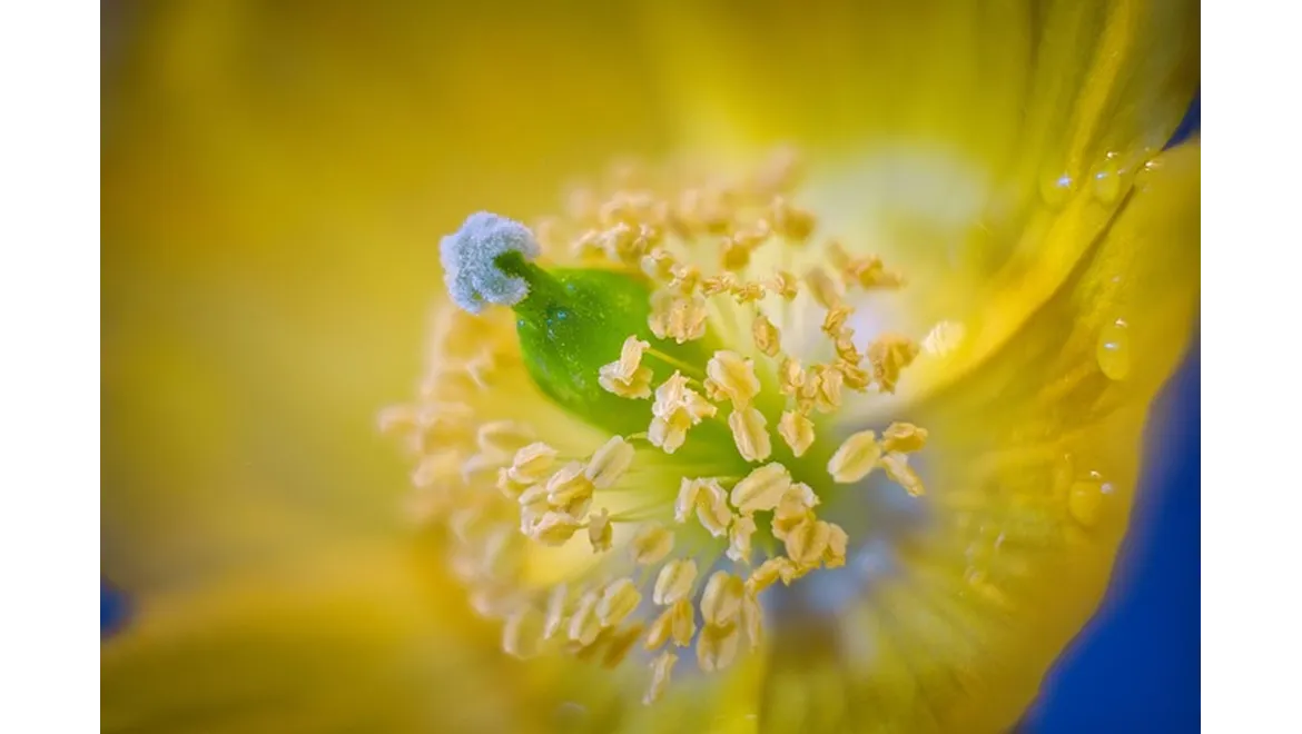 <p>Orangery Oasis: Year-Round Therapy in Bloom</p>