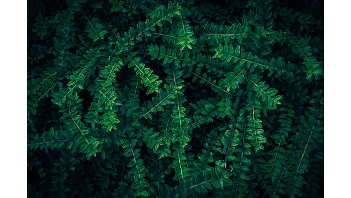 <p>Pocket Paradise: Cracking Compact UK Gardens!</p>