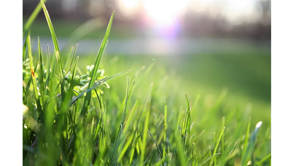 <p>Lawn Liberation: Robots to the Rescue!</p>