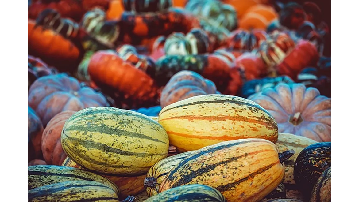 <p>Orangery Dreams: Beyond Blooms to Bounty</p>