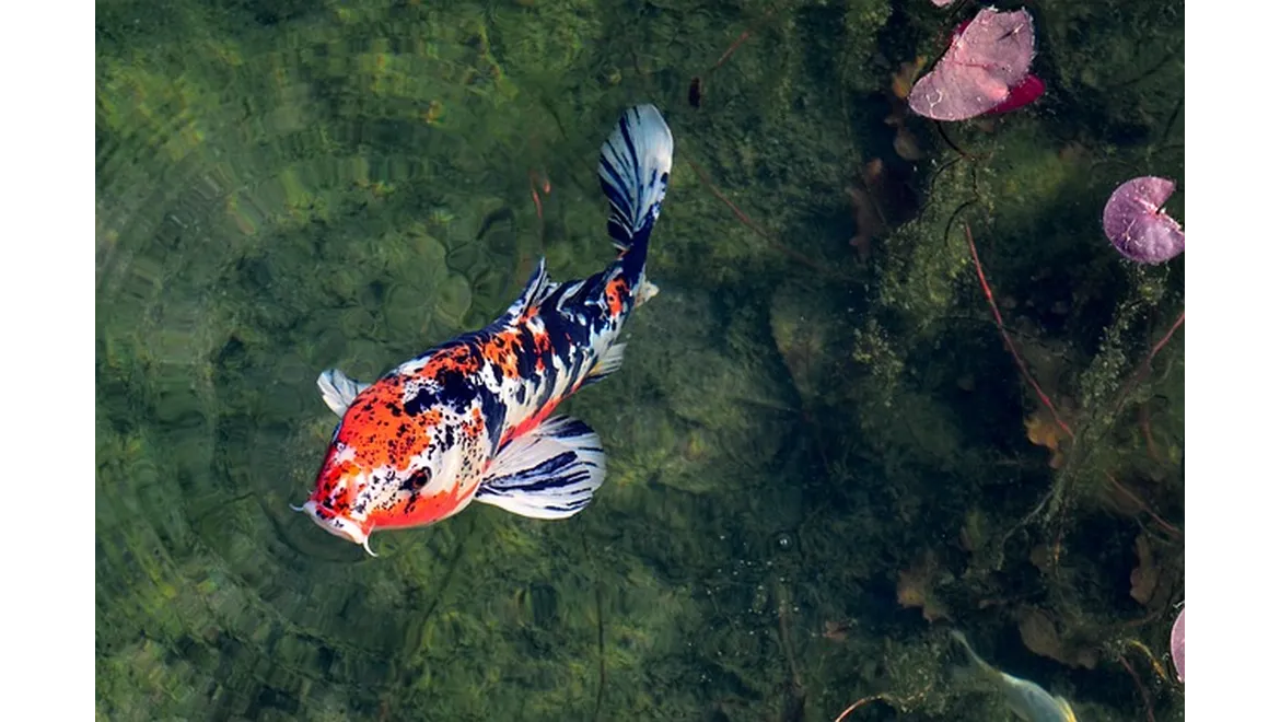 <p>My Little Kyoto: Crafting a Japanese Garden Escape in My UK Backyard</p>