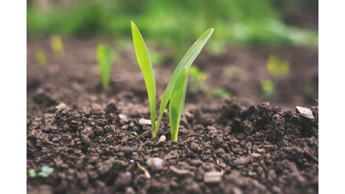 <p>Digging Deeper: My Chat About Soil Secrets</p>