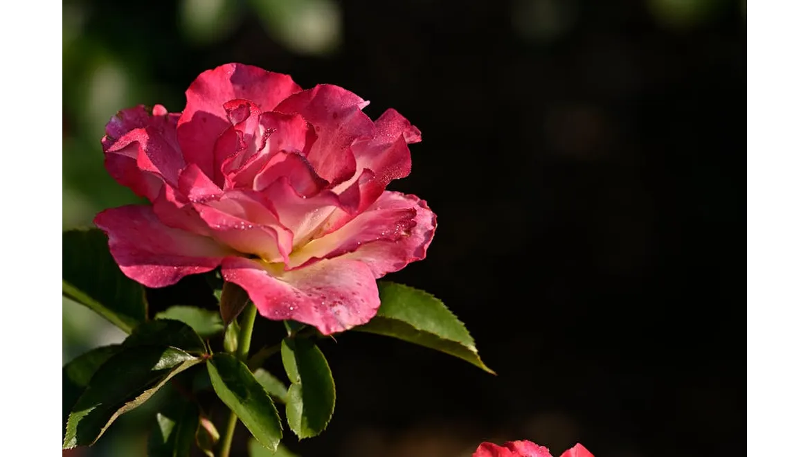 <p>Orangery Views: A Gardener’s Secret Weapon</p>