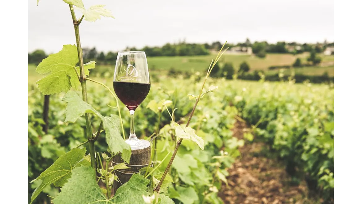 <p>Sophisticated Soirée: My Journey Hosting an Elegant Wine and Cheese Tasting</p>