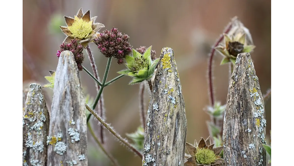 <p>Ditching the Divide: A Chat About UK Garden History!</p>