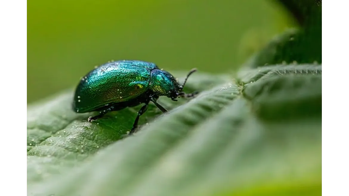 <p>My Wildlife-Friendly Garden: A Journey in Natural Pest Control</p>