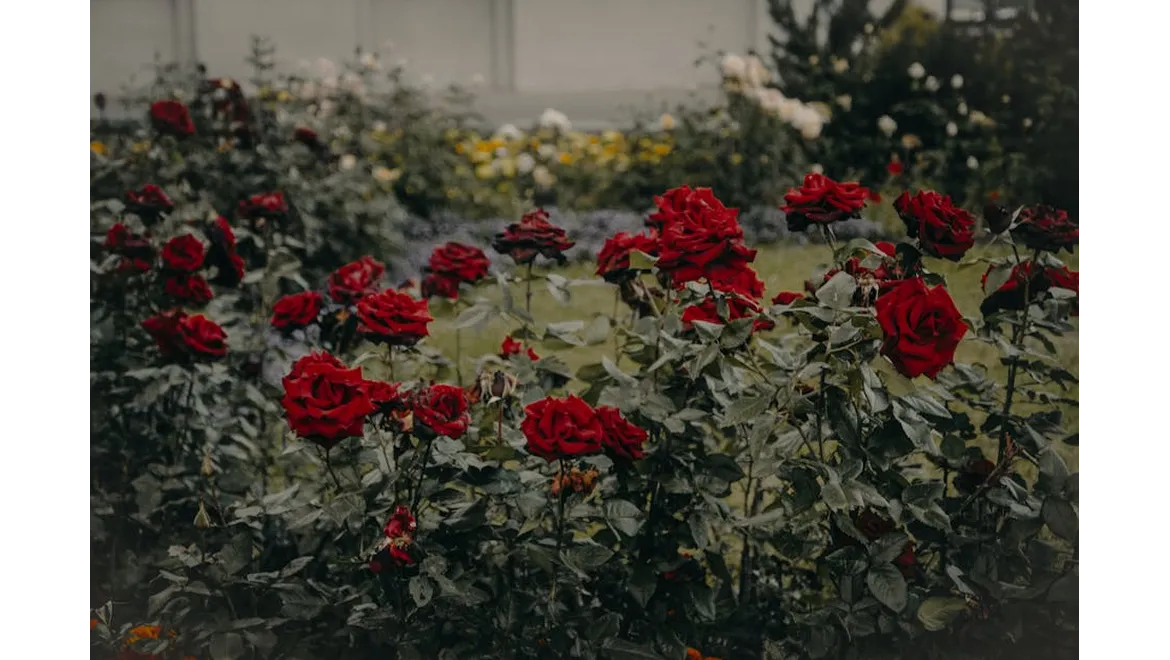 <p>Orangery Dreams, Realistic Budgets!</p>