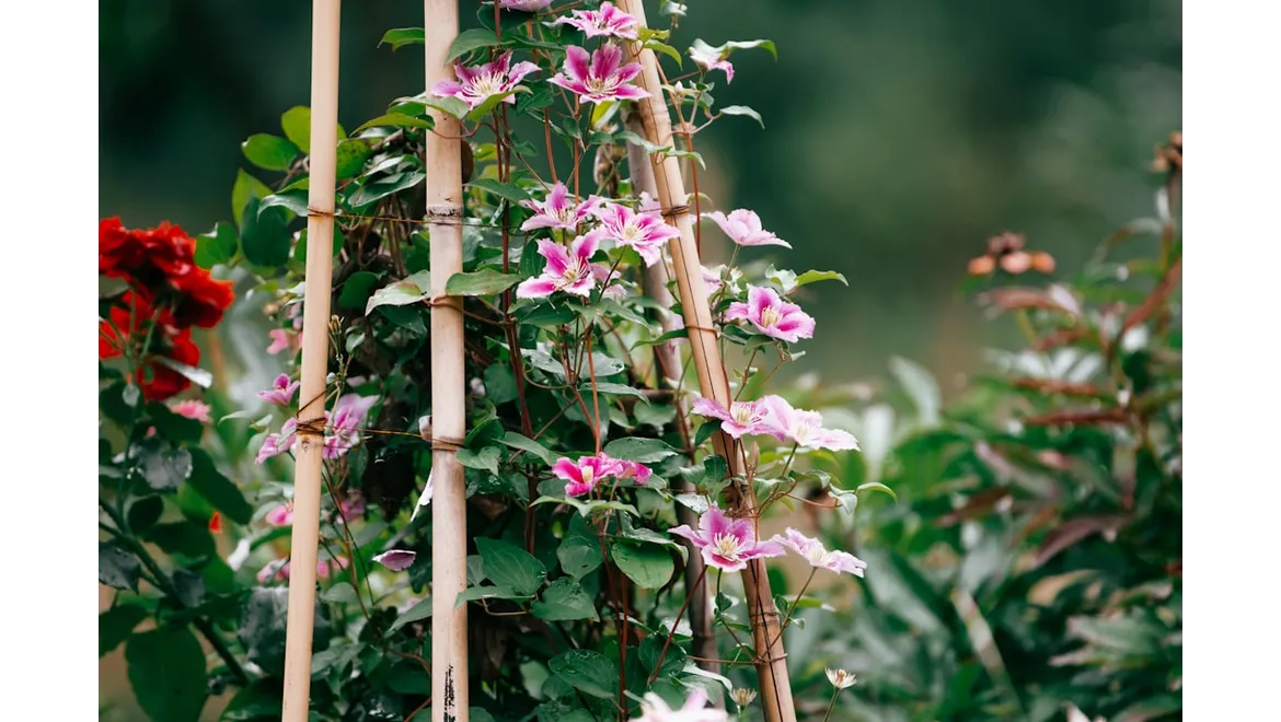 <p>Clematis Conundrums: A Chat with Matthew About Taming the Garden Jewel</p>