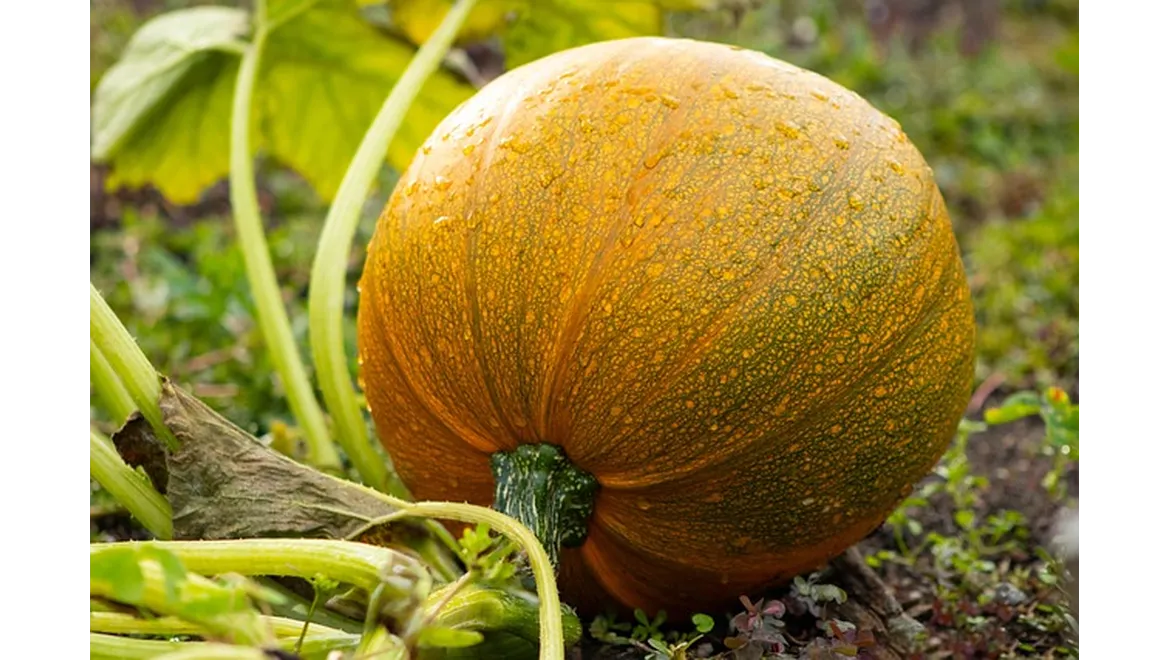 <p>From Seed to Supper: My Wellbeing Journey Through the Vegetable Patch</p>