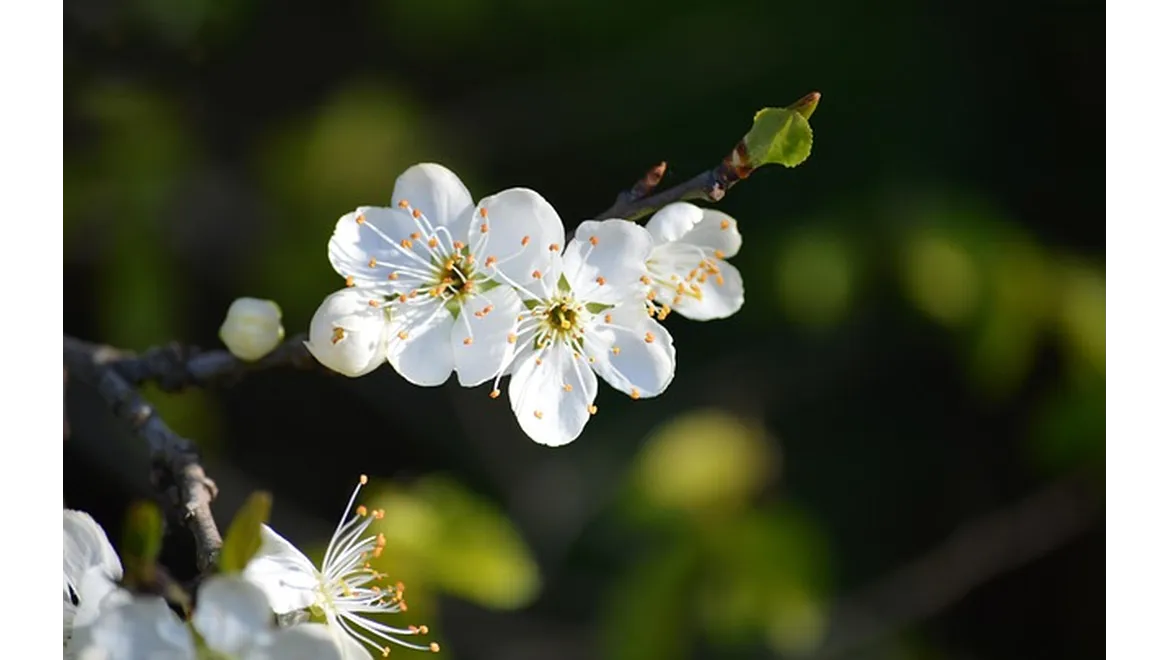 <p>From Bare Root to Bountiful Harvest: My Fruit Tree Adventure in the UK</p>