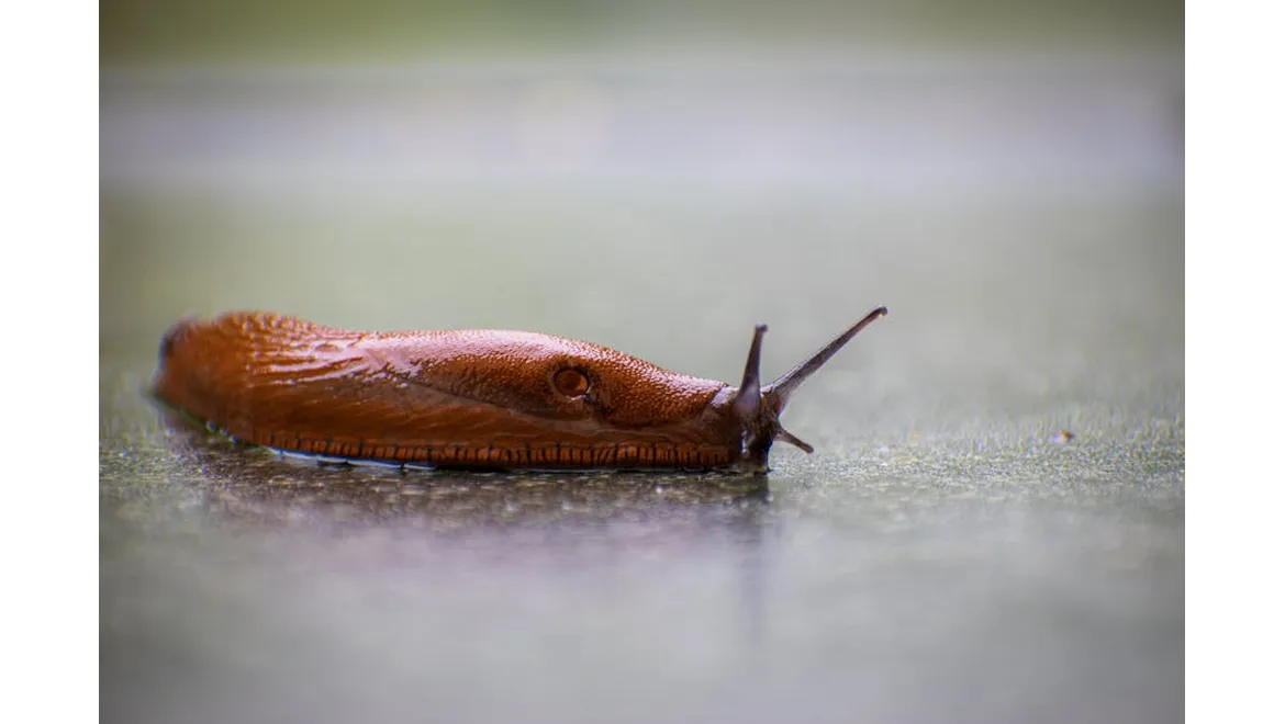 <p>Waging War on Slugs (Humanely!) with Isabel</p>